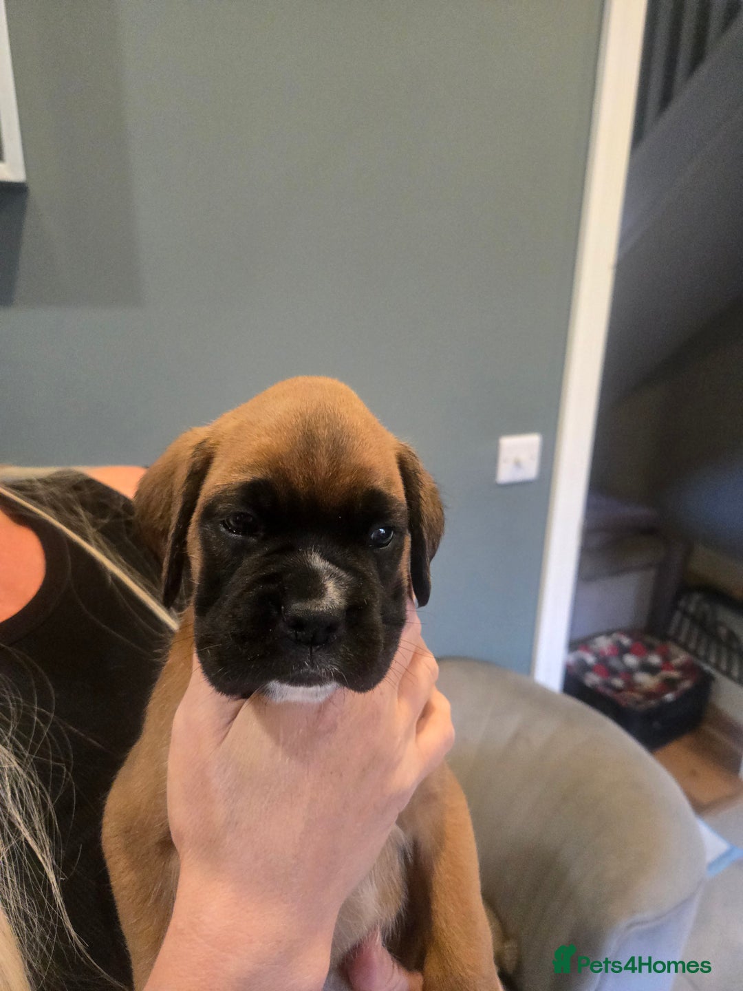 Boxer dogs for sale: KC PEDIGREE BOXER PUPPIES  - Image 4