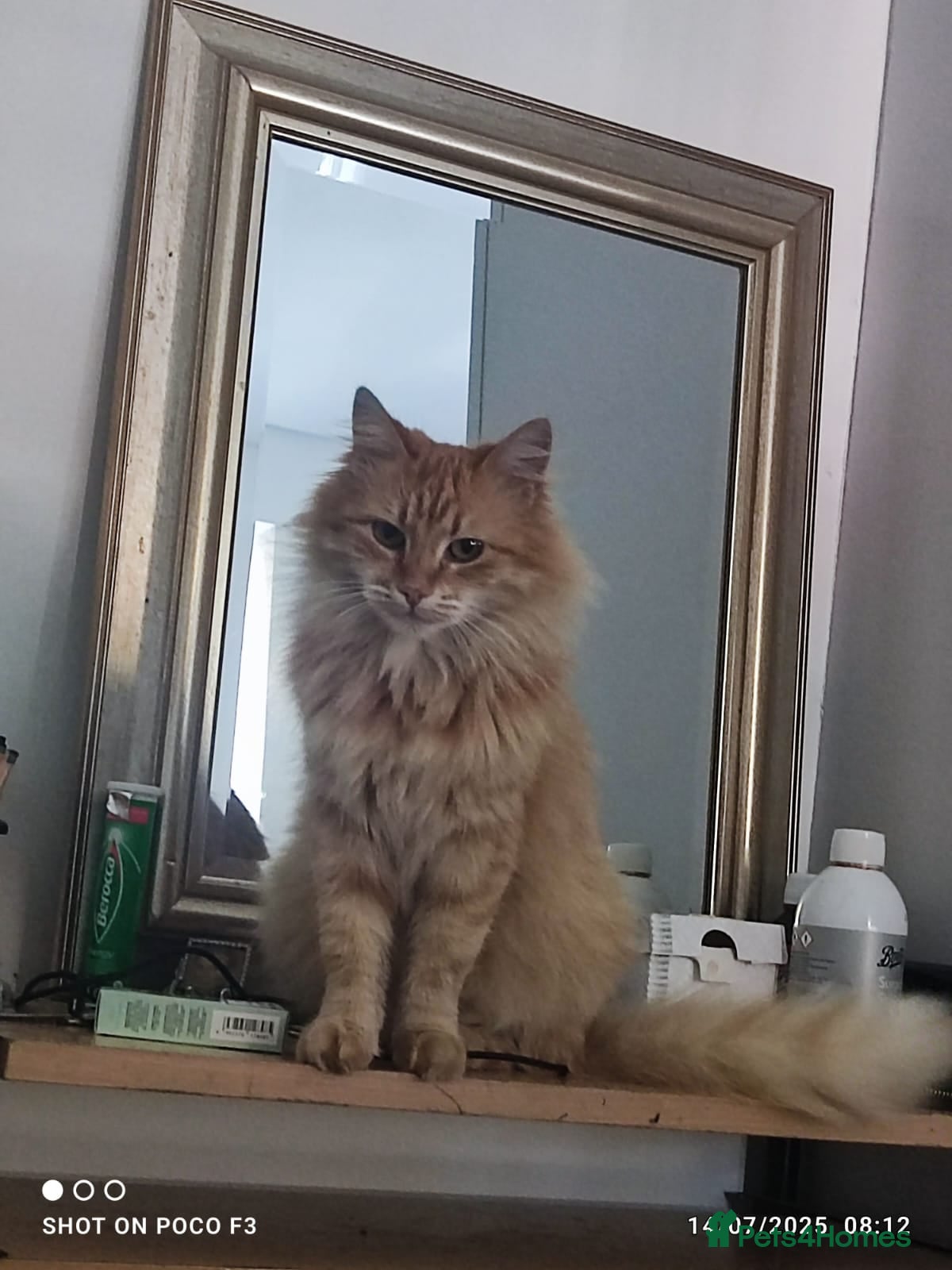 Siberian cats Tabby girls Siberian mix - Advert 1