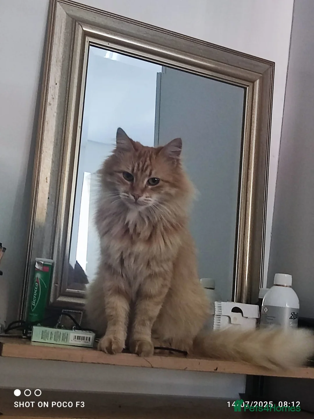 Siberian cats for sale: Tabby girls Siberian mix - Advert 1