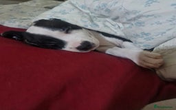 Mixed Breed dogs for sale: “Meet the Ones Who’ll Make Every Day Brighter.” - Image 11