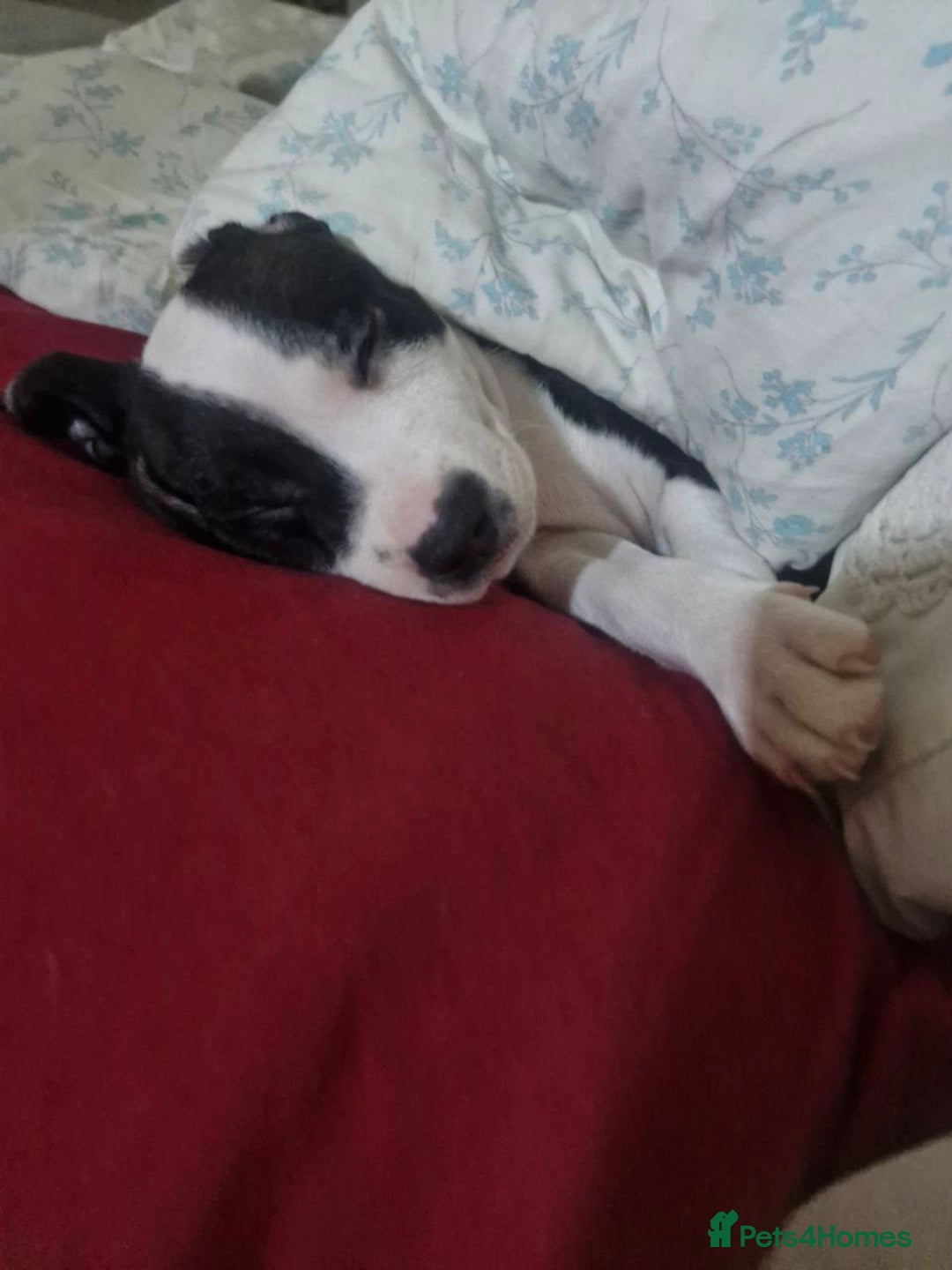 Mixed Breed dogs for sale: “Meet the Ones Who’ll Make Every Day Brighter.” - Image 11