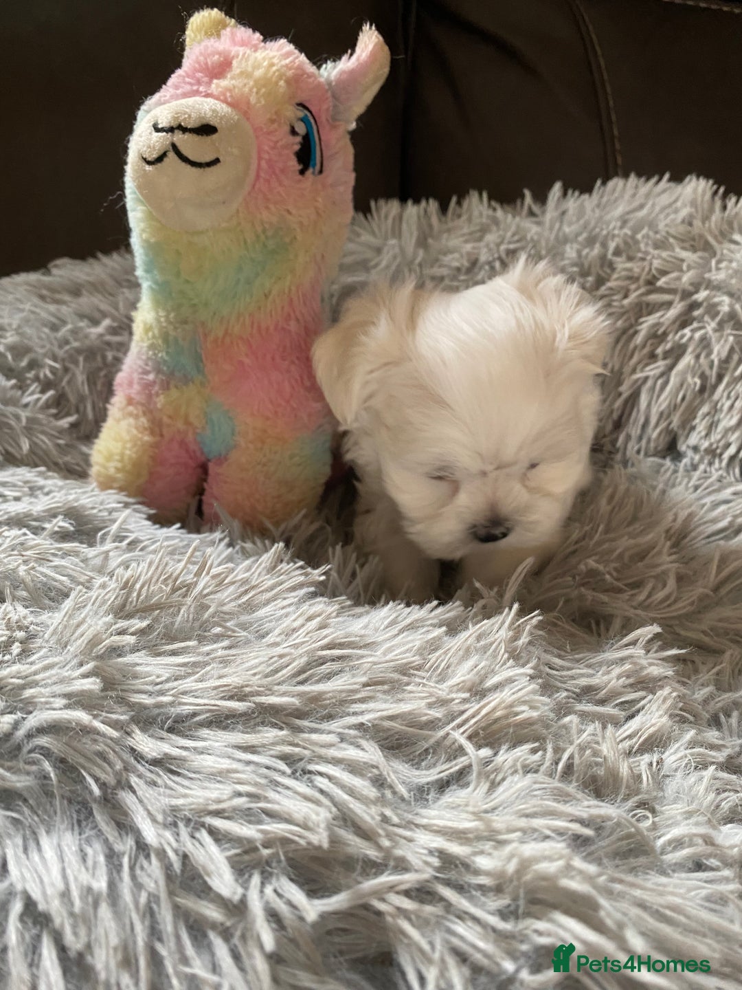 Maltese dogs for sale: Beautiful Maltese Puppies  - Image 11