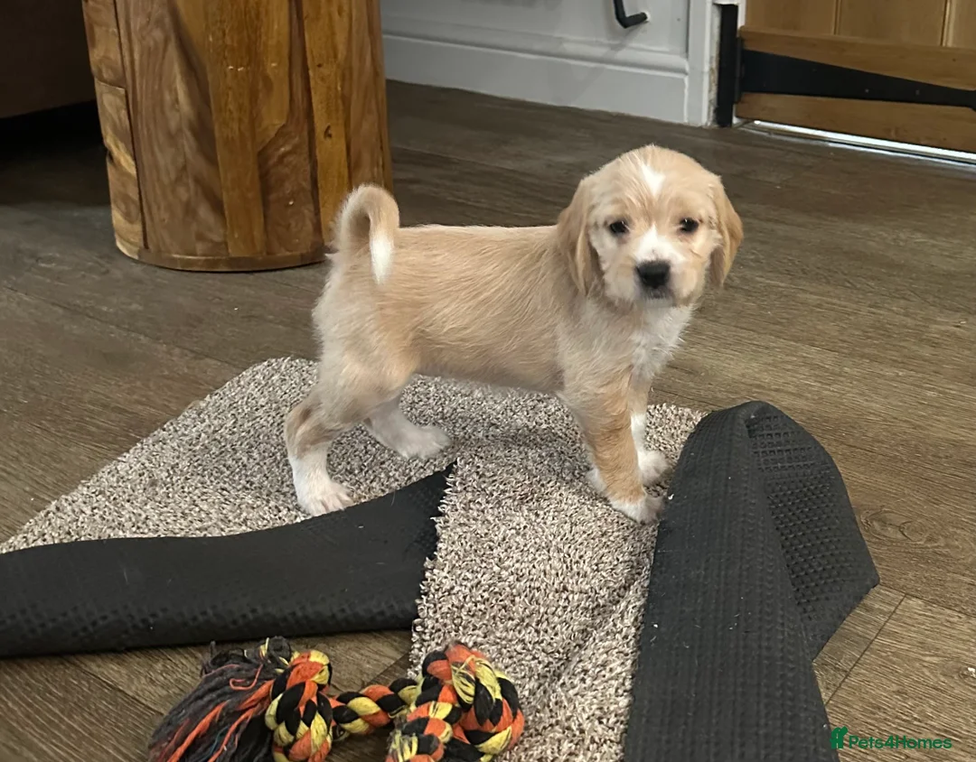 Mixed Breed dogs for sale: 🐾 Absolutely adorable Beagle x Cavapoo 🐾  - Advert 14