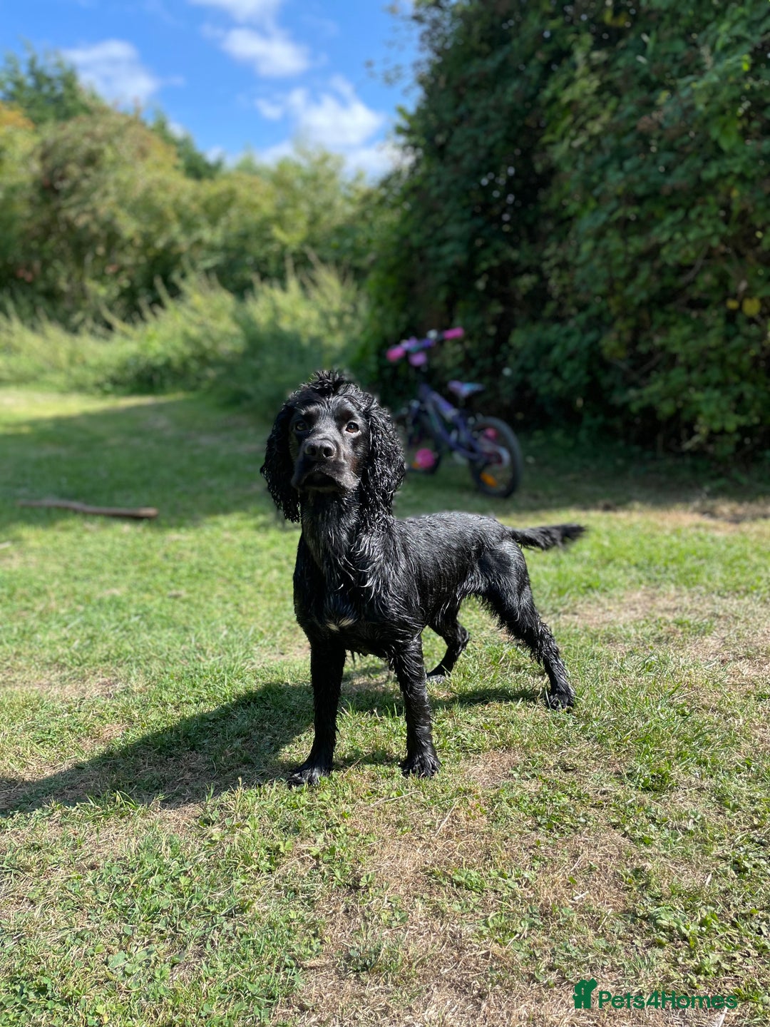 Cocker Spaniel dogs for stud: Beautiful Working Cocker Spaniel for Stud - Advert 1