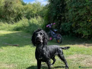 Cocker Spaniel dogs Beautiful Working Cocker Spaniel for Stud - Advert 15