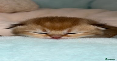 British Shorthair cats - Advert 12