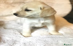 Labrador Retriever dogs for sale: Golden Labrador pups Ready Now - Image 16