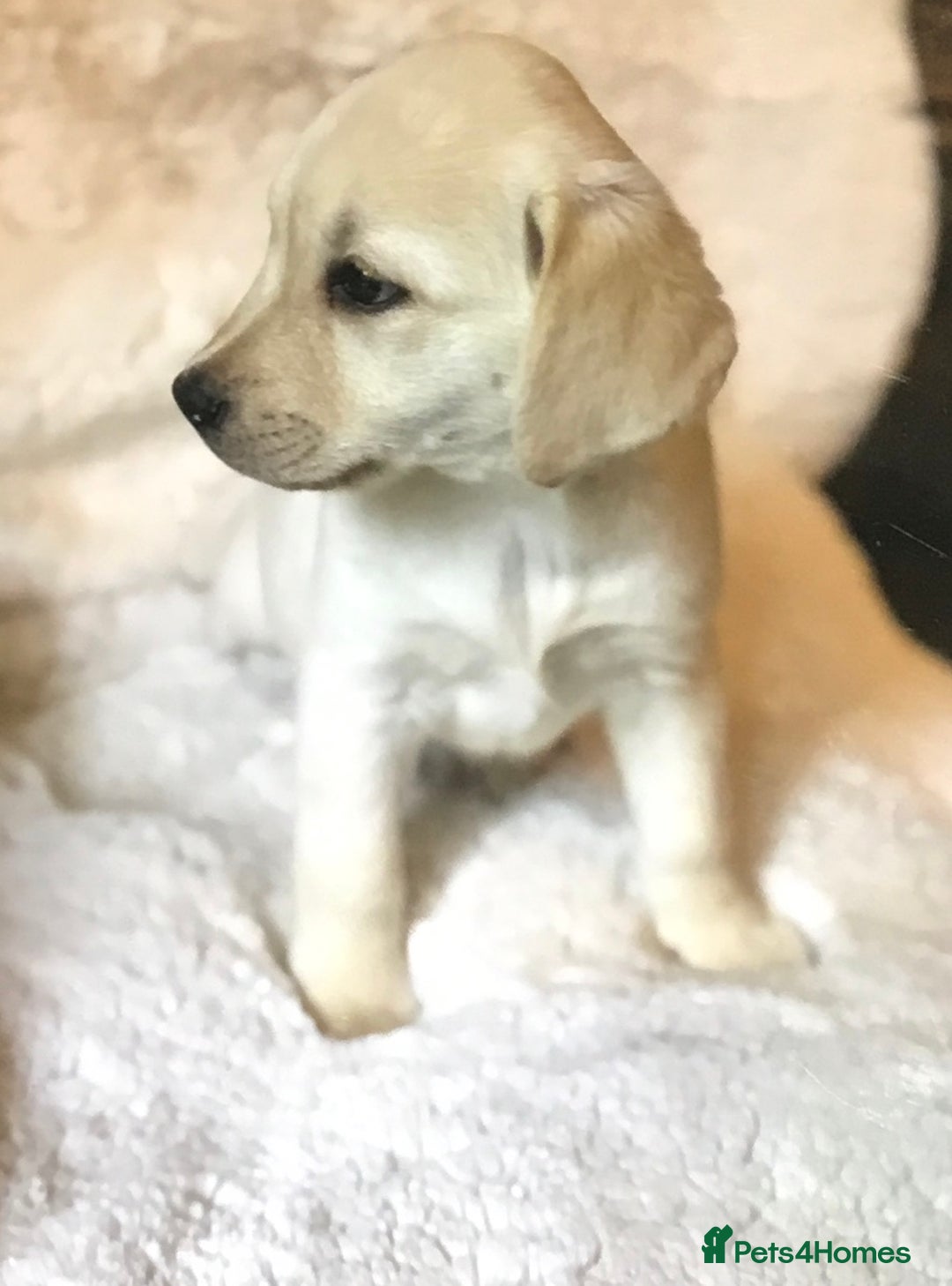 Labrador Retriever dogs for sale: Golden Labrador pups Ready Now - Image 16