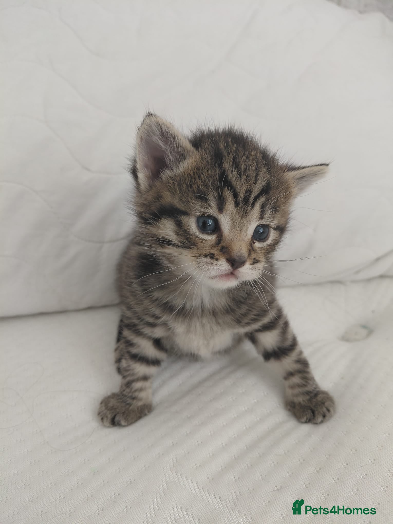 Maine Coon cats Mixed Maine Coon Tabby - Advert 7