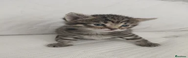 Maine Coon 1