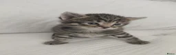 Maine Coon cats for sale: Mixed Maine Coon Tabby - Advert 1