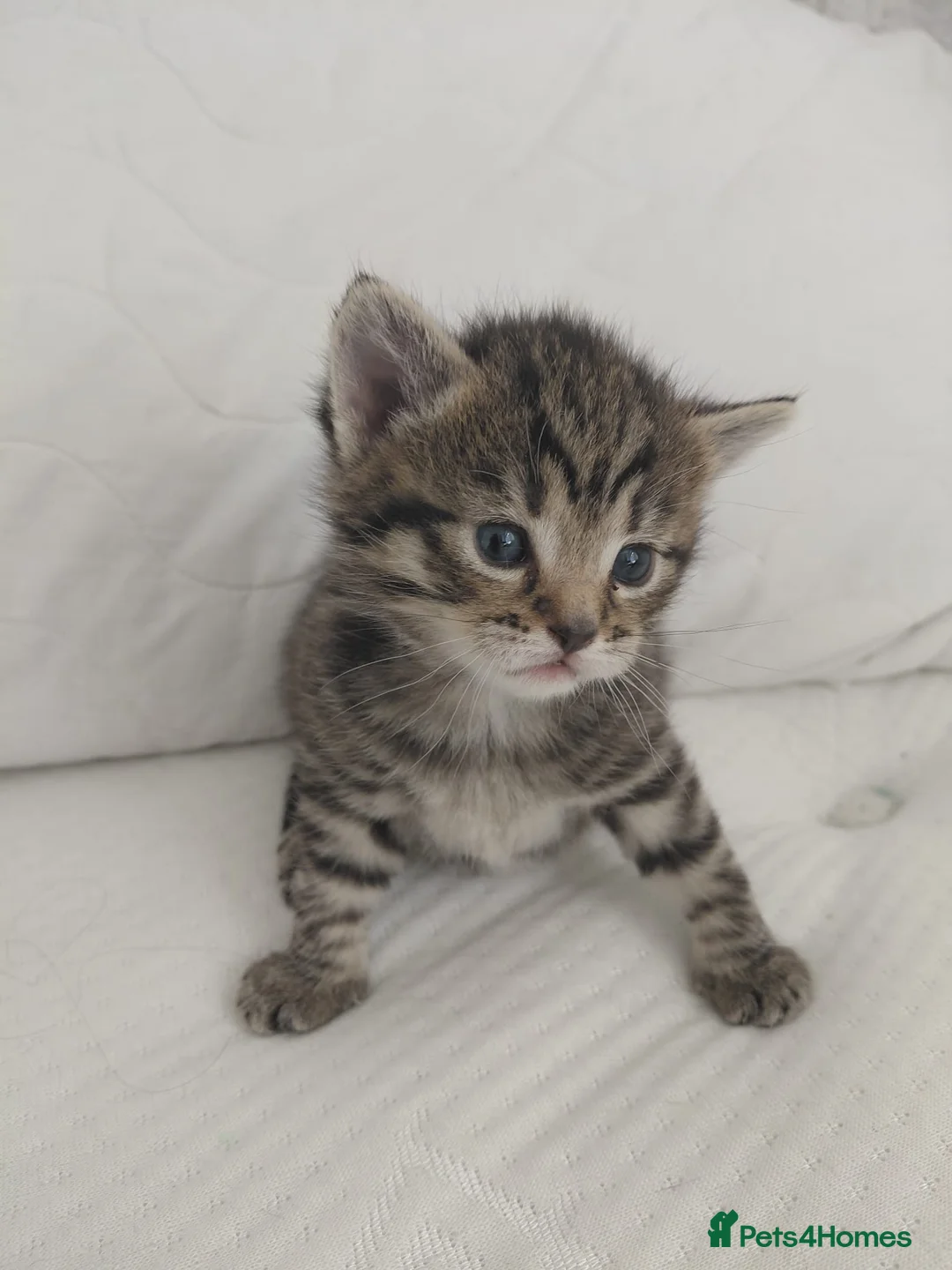 Maine Coon cats for sale: Mixed Maine Coon Tabby - Advert 1
