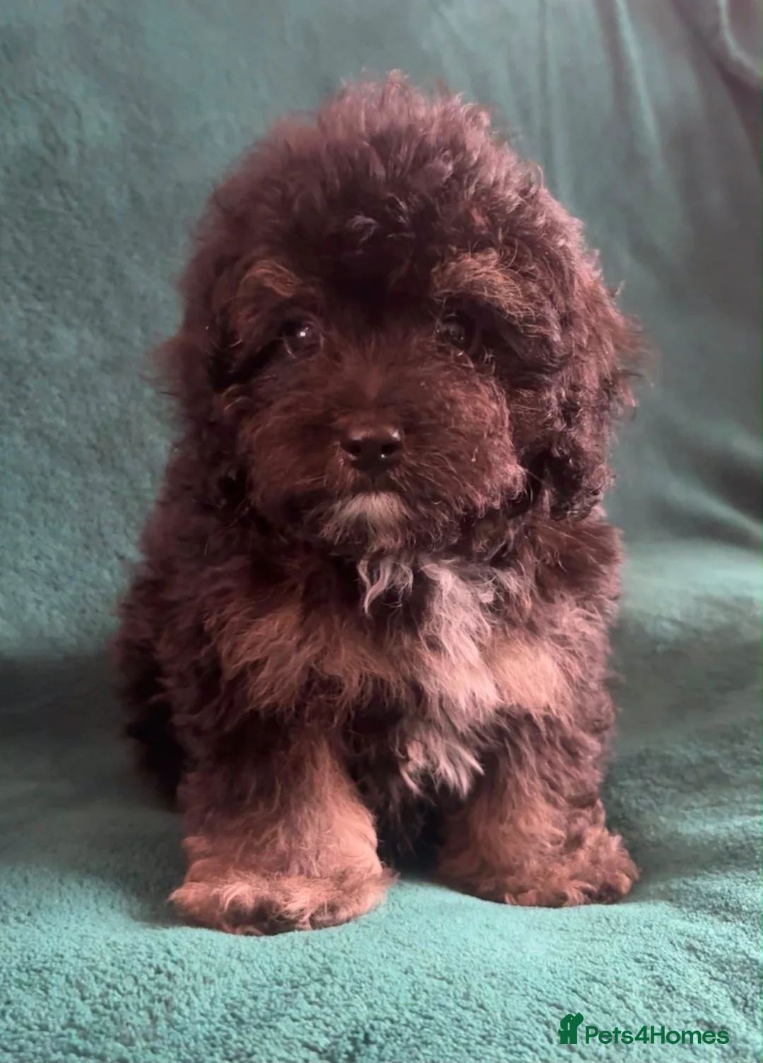 Cavapoo dogs for sale: Gorgeous Male Cavapoos - Advert 2