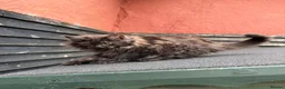 Maine Coon cats for sale: Beautiful Female Maine Coon Kitten - Advert 7
