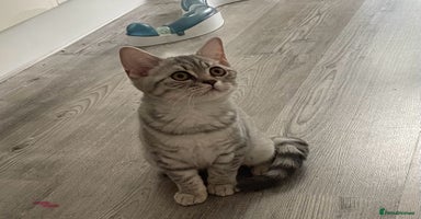 British Shorthair cats - Advert 12