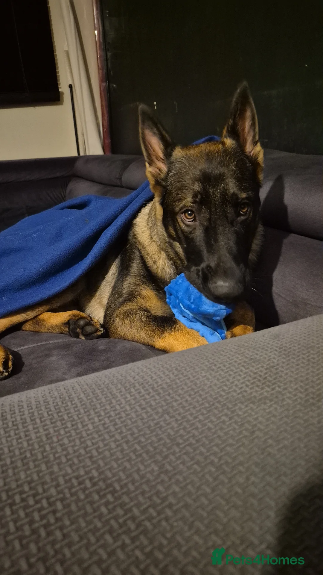 German Shepherd dogs for sale: 6 month german shepherd  - Advert 5