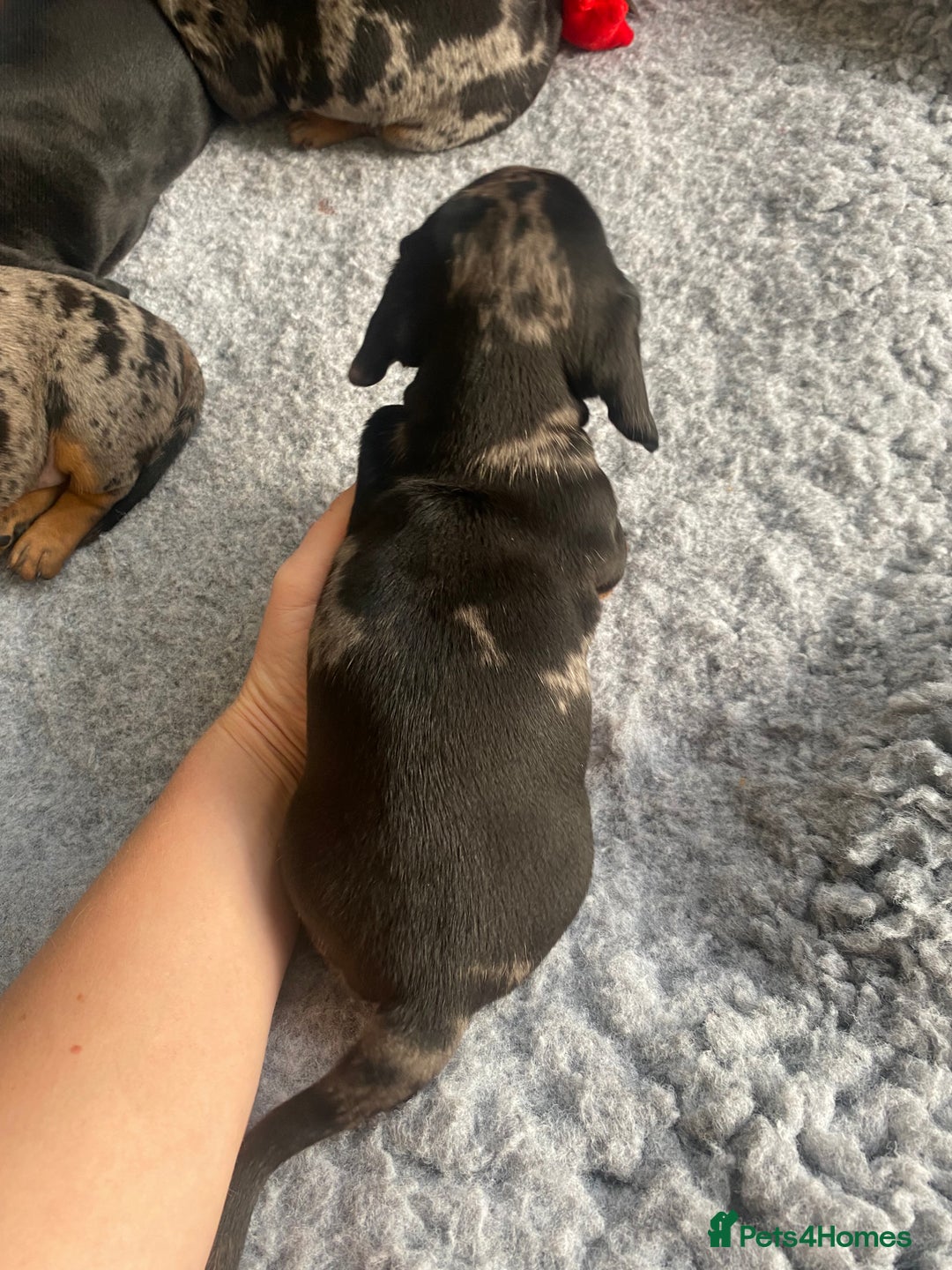 Miniature Dachshund dogs for sale: Miniature Black and Tan Dapple Dachshunds - Image 16