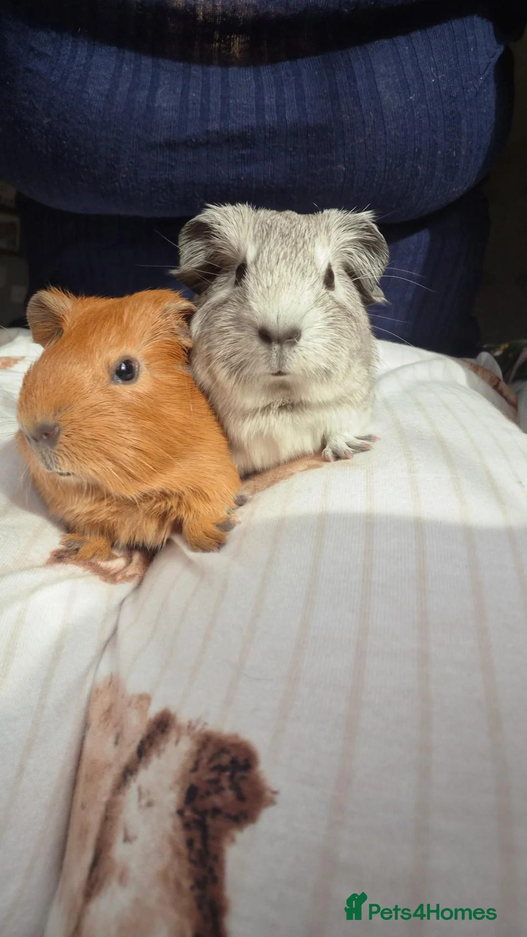 Guinea Pig rodents for sale: Bond pair boys looking for forever home  - Advert 2