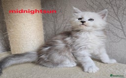Maine Coon cats for sale: RARE Maine Coon Kittens Black Shaded  - Image 5