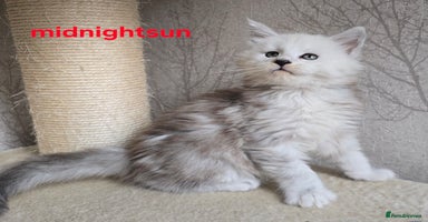 Maine Coon cats - Advert 10