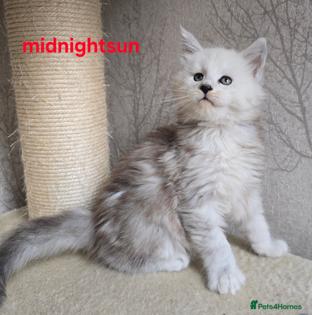 Maine Coon cats for sale: RARE Maine Coon Kittens Black Shaded  - Image 5