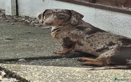 Dachshund dogs for stud: Stunning Dapple Standard Dachshund at Stud  - Image 4