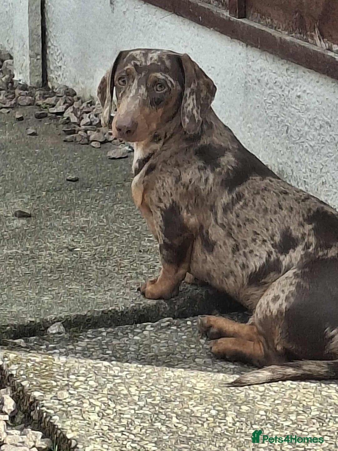 Dachshund dogs for stud: Stunning Dapple Standard Dachshund at Stud  - Image 4