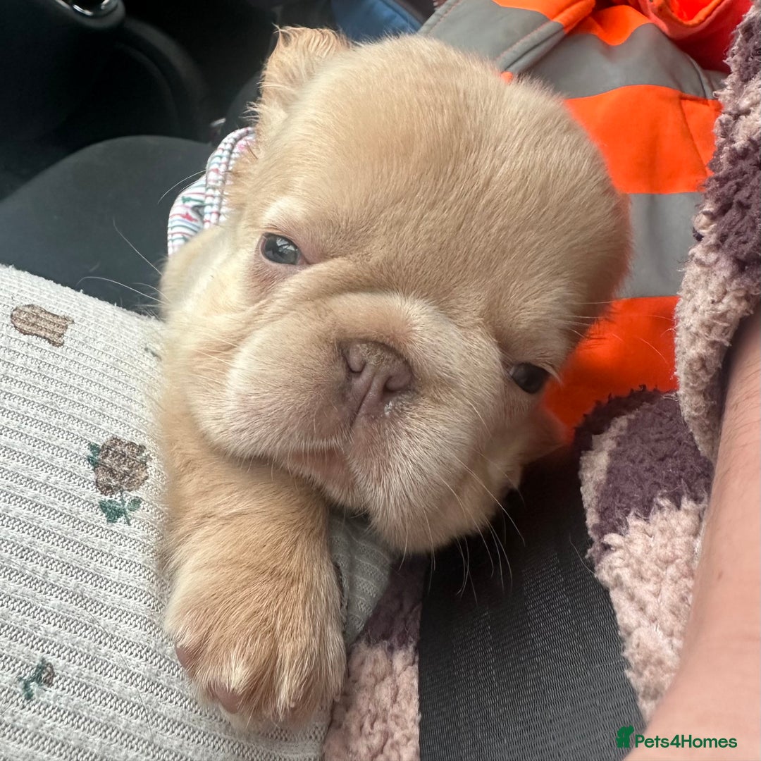 French Bulldog dogs for sale: 2 French bulldog pups - Image 1