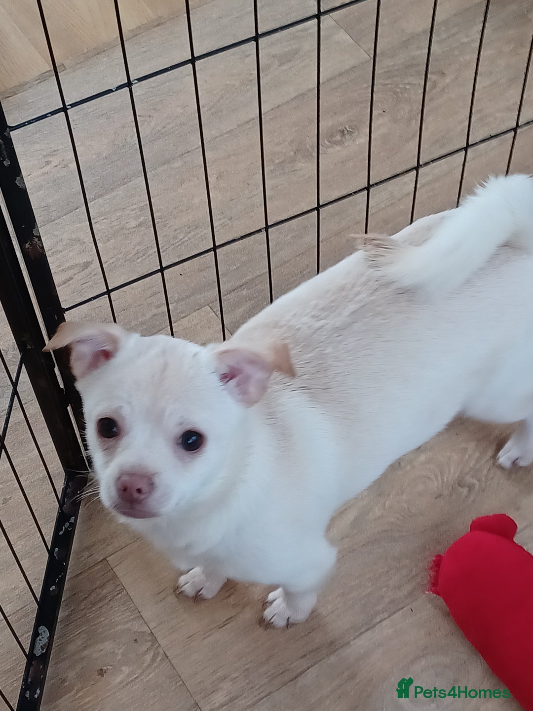 Pomchi dogs for sale: Pomchi's  - Advert 4