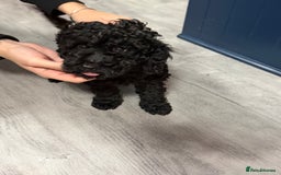 Miniature Poodle dogs for sale: Mini poodle london 3 LEFT - Advert 12
