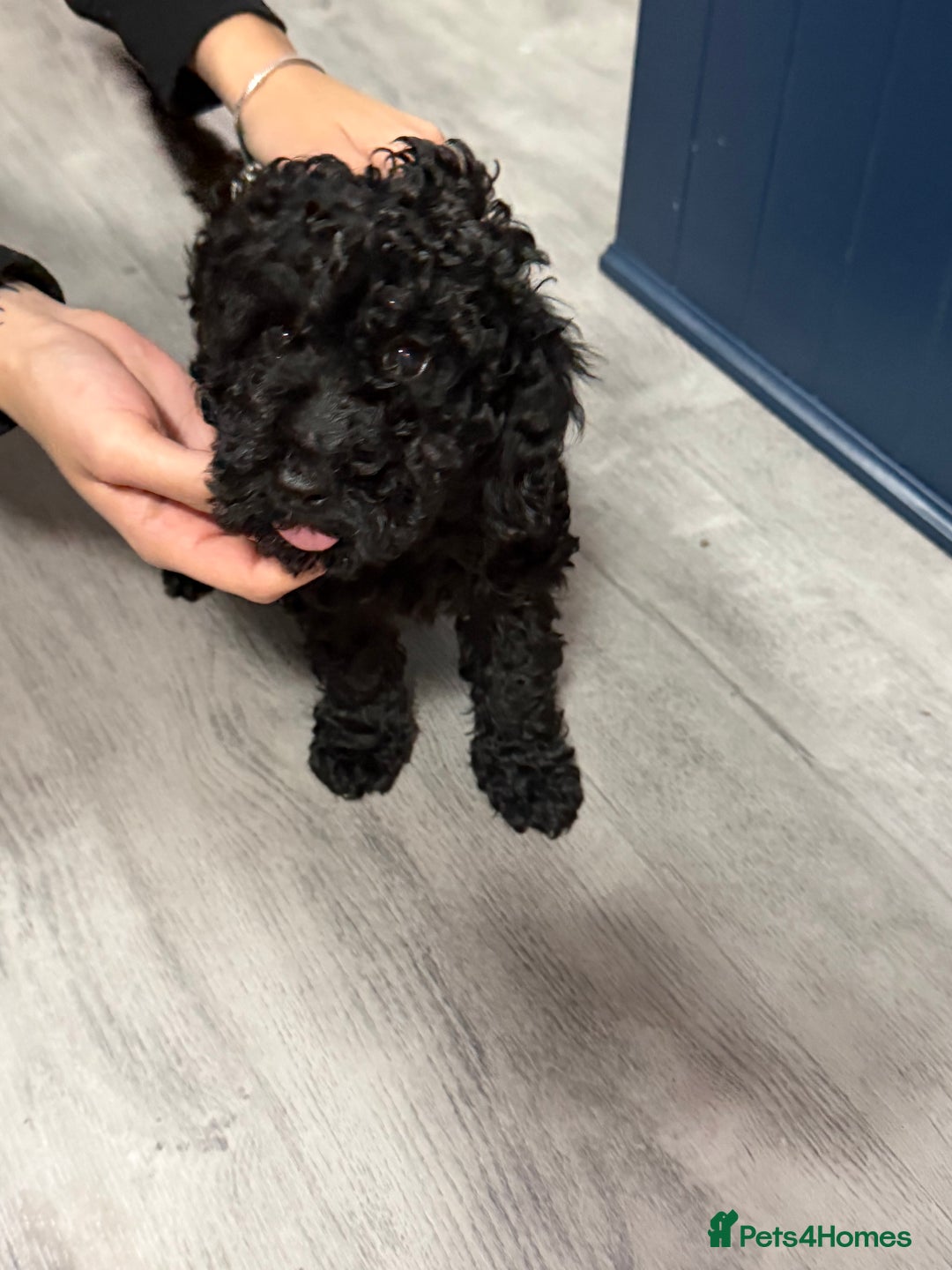 Miniature Poodle dogs for sale: Mini poodle london 3 LEFT - Advert 12