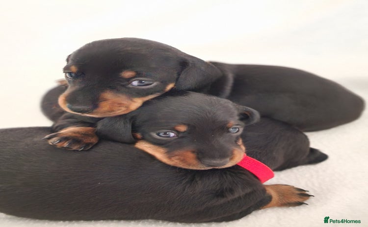 Miniature Dachshund dogs - Advert 15