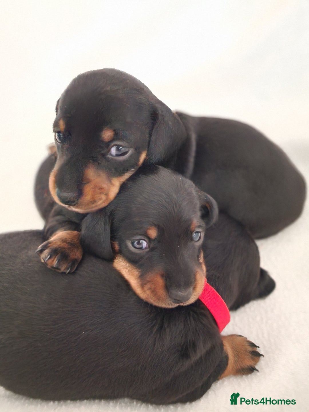 Miniature Dachshund dogs for sale: Beautiful black & tan miniature Dachshund puppies - Image 1