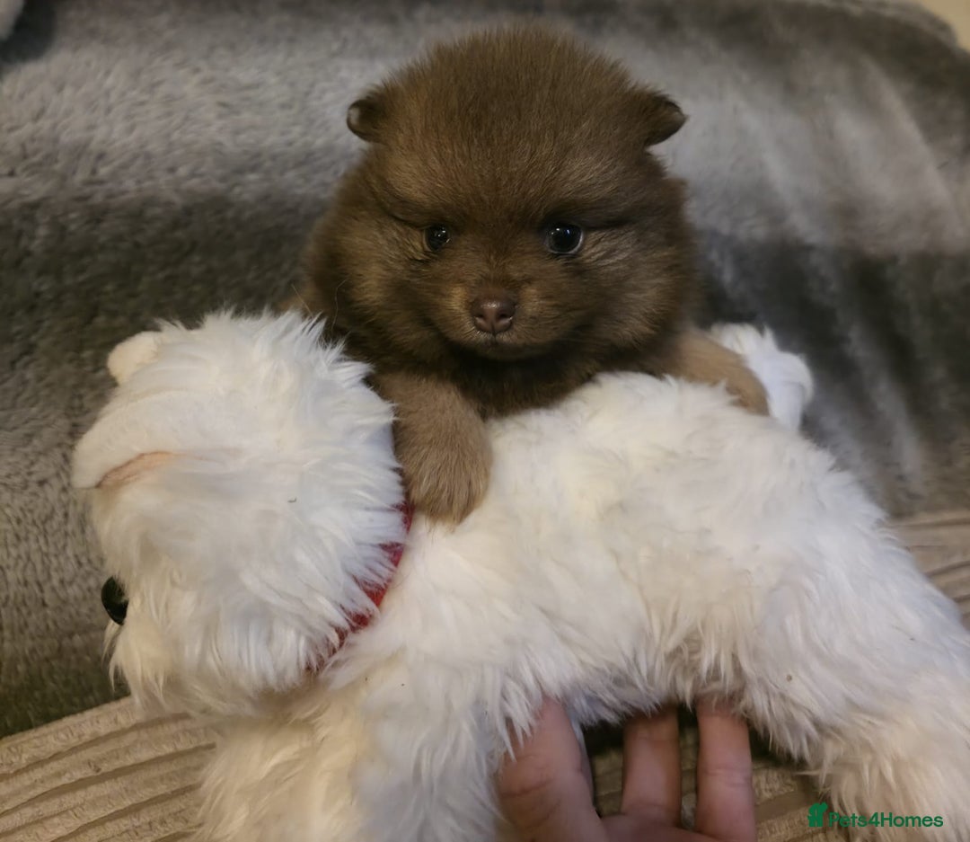 Pomeranian dogs for sale: Rare miniature Teddy face pomeranian puppies  - Image 16