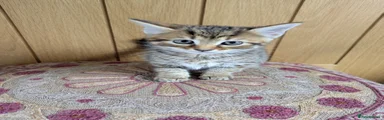 Mixed Breed Kitten 1