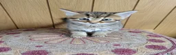 Mixed Breed cats for sale: 🐾 Beautiful Half Bengal Kittens – Ready Now in Gainsborough - Advert 6