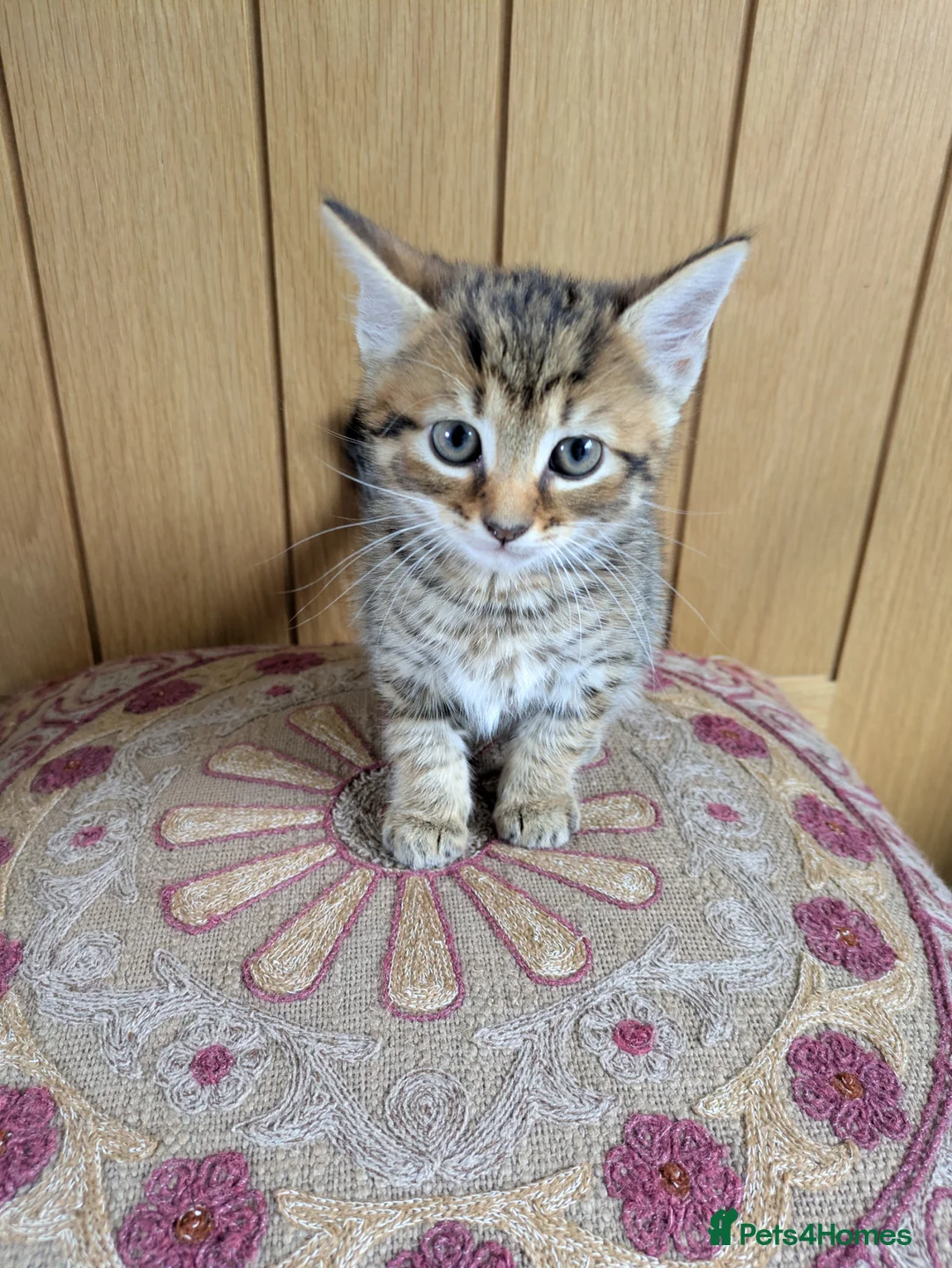 Mixed Breed cats for sale: 🐾 Beautiful Half Bengal Kittens – Ready Now in Gainsborough - Advert 6