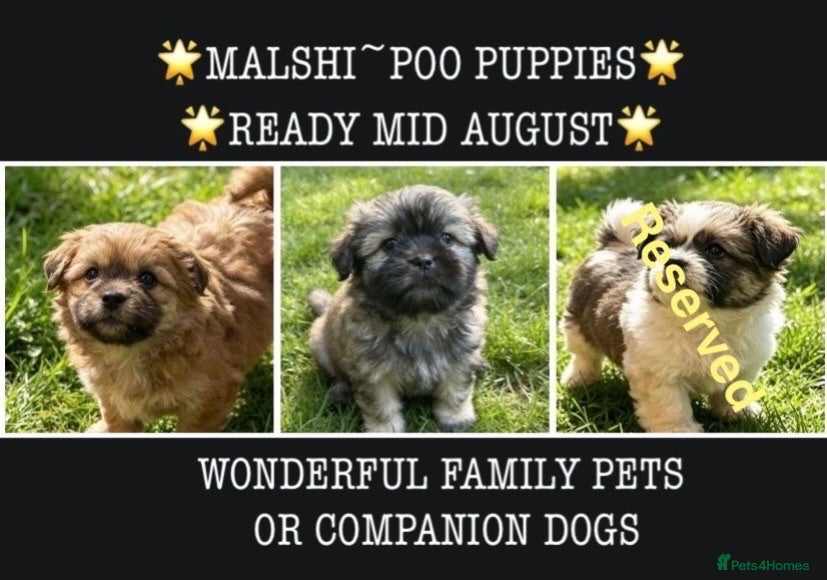Maltipoo dogs GORGEOUS MALSHI-POOS ~READY FROM 14/8/26 - Advert 5