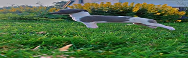 Whippet 4