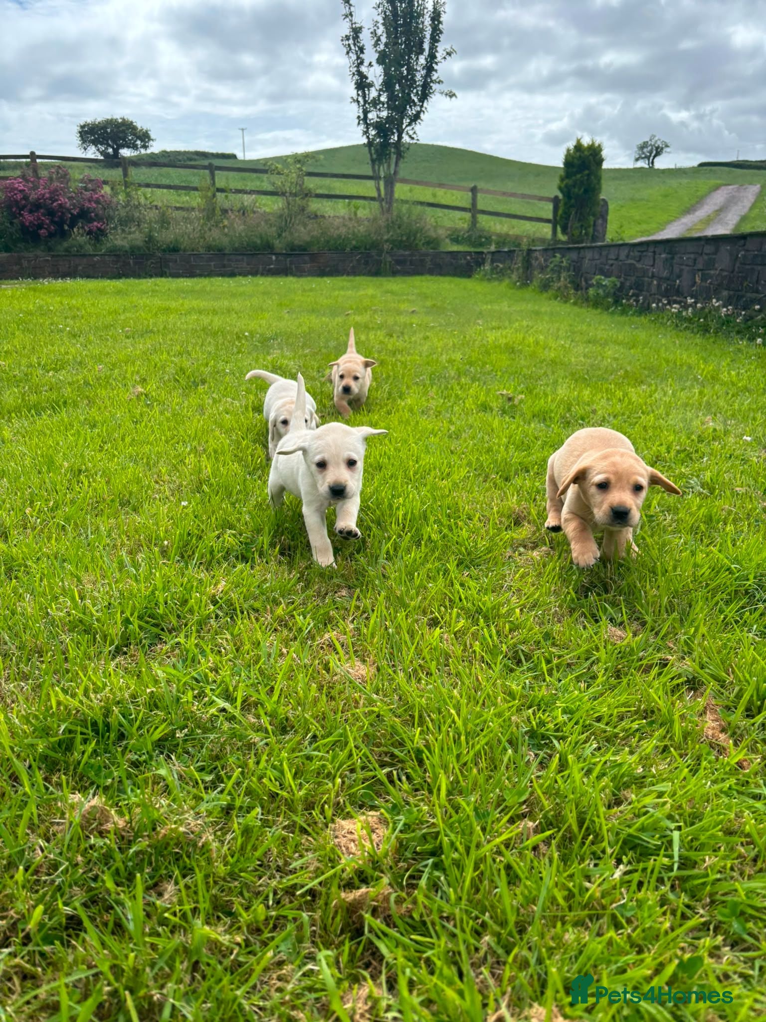 Labrador Retriever dogs Labrador puppys - Advert 1