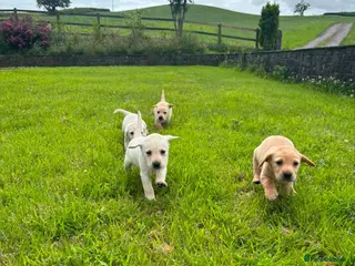 Labrador Retriever dogs Labrador puppys - Advert 1