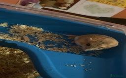 Gerbil rodents for sale: 2 beautiful fat tailed male gerbils - Image 2