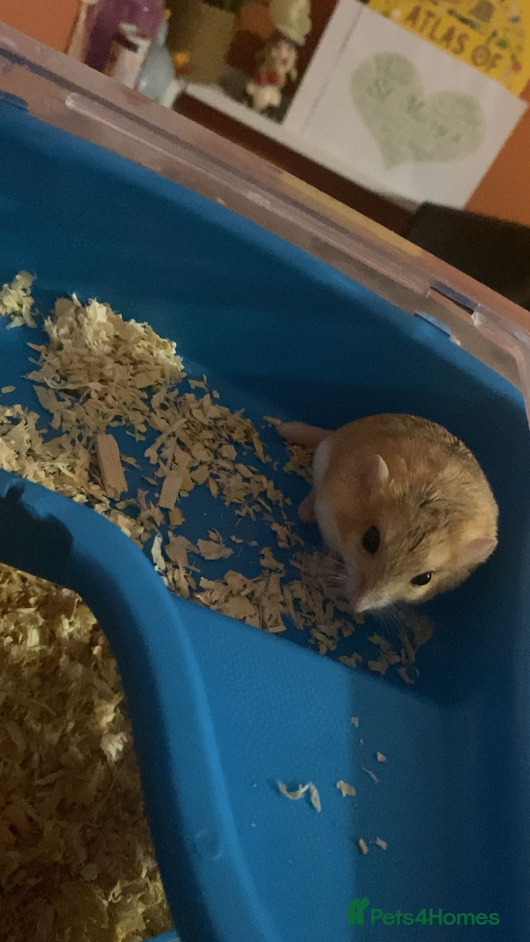 Gerbil rodents for sale: 2 beautiful fat tailed male gerbils - Image 2