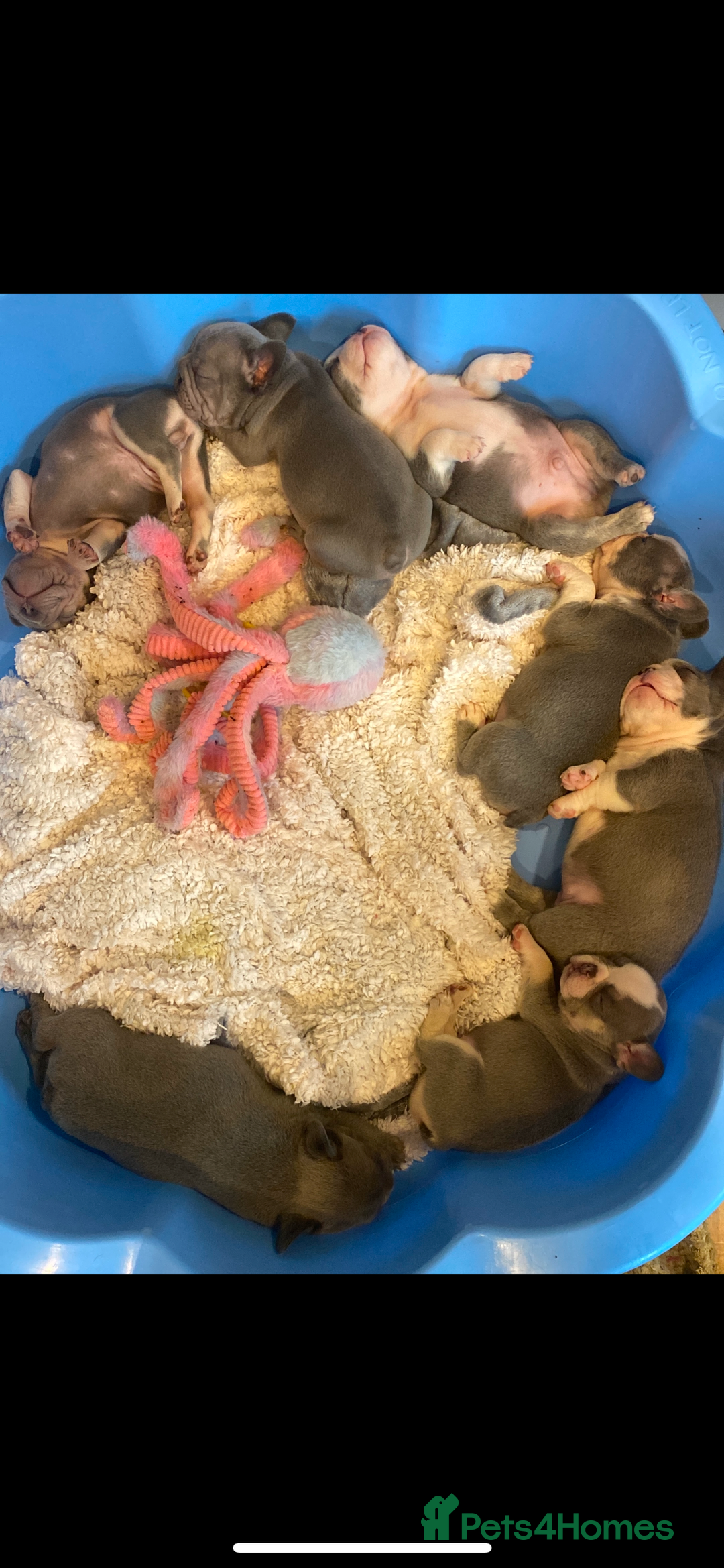 French Bulldog dogs for sale: Original X big rope French bulldogs - Image 7