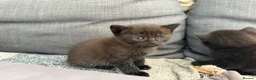 British Shorthair cats for sale: Pedigree British Shorthair Kittens – Ready May - Advert 18