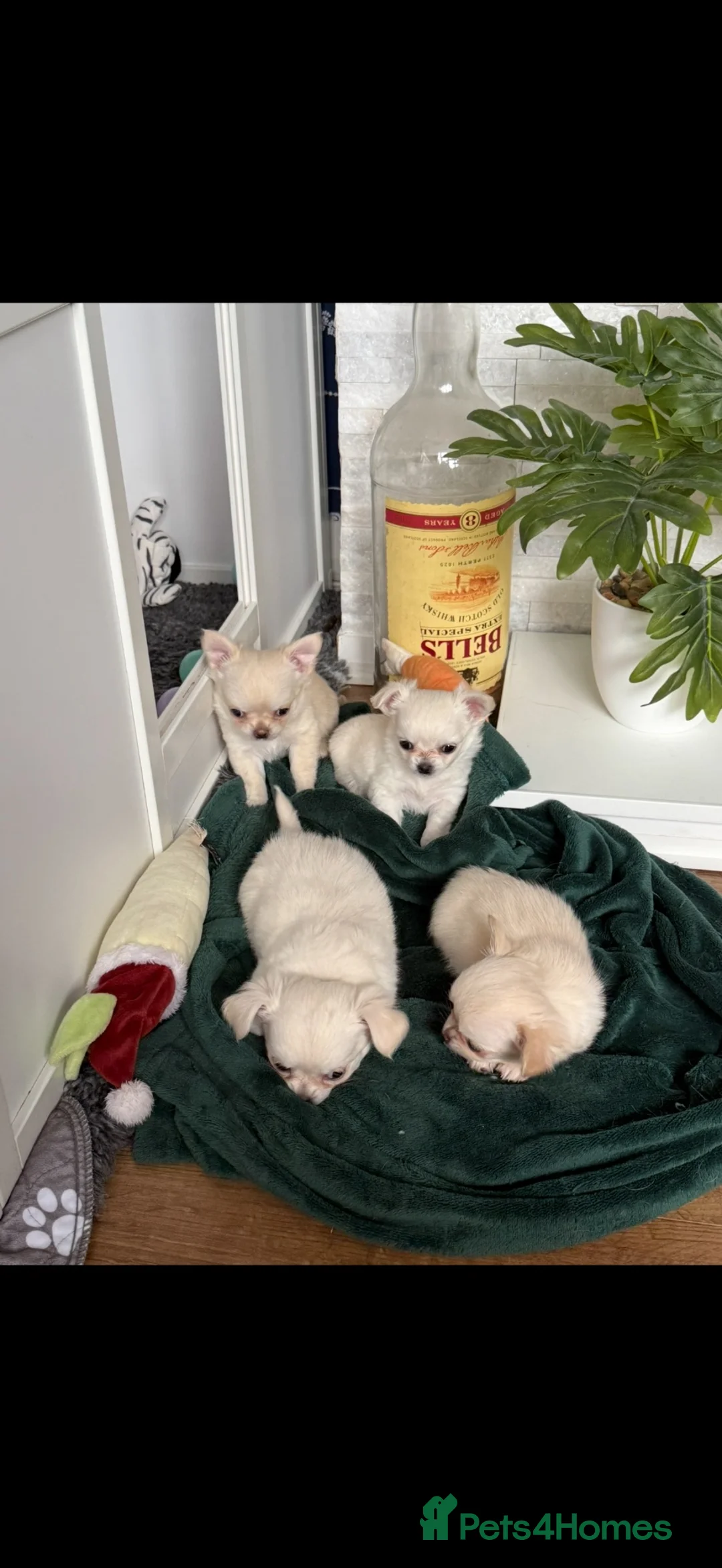 Chihuahua dogs for stud: Male chihuahua for stud in Basildon - Advert 4