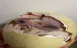Mixed Breed livestock for sale: White Rhea Chicks & Hatching Rhea Eggs - Image 10