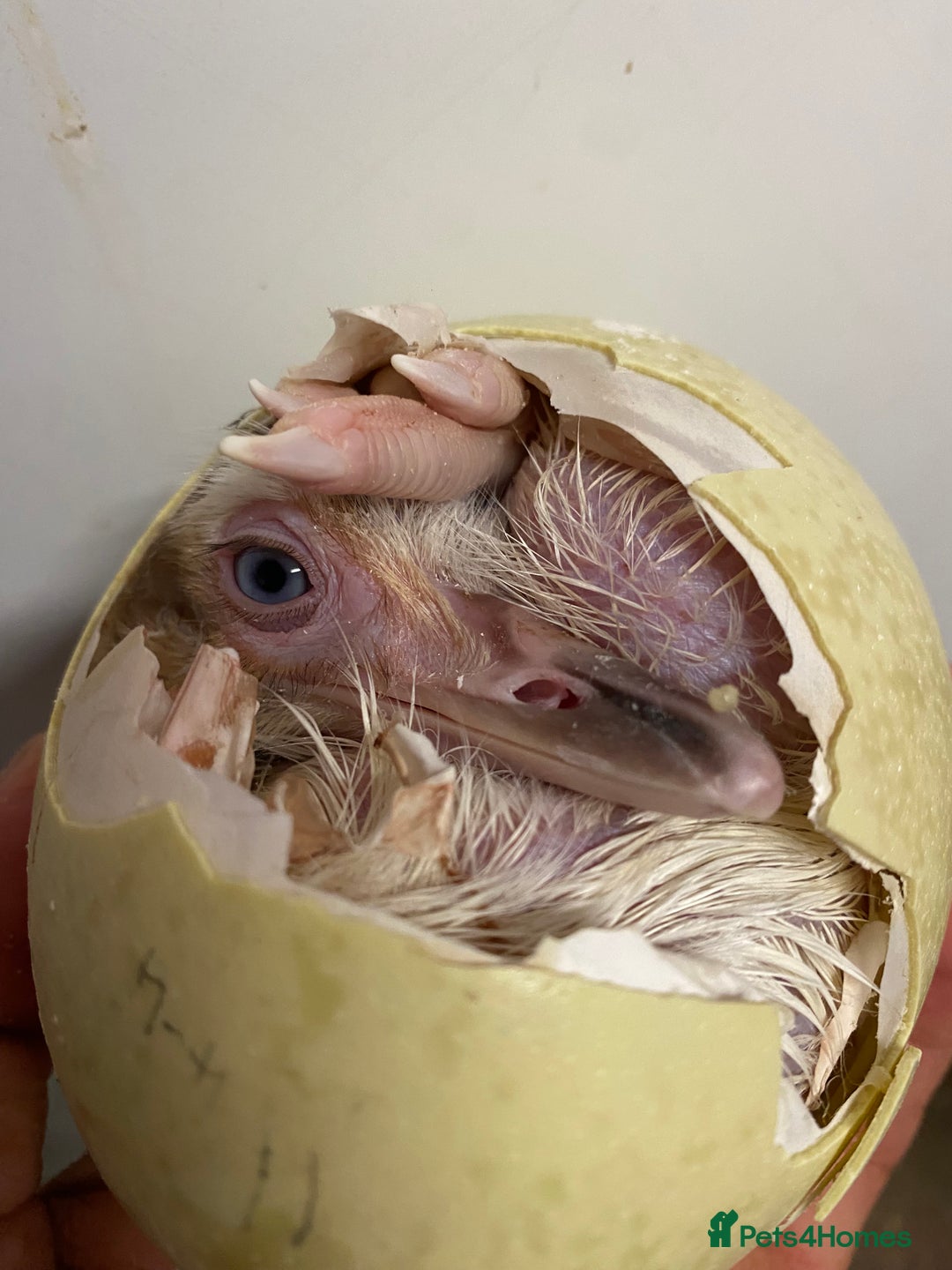 Mixed Breed livestock for sale: White Rhea Chicks & Hatching Rhea Eggs - Image 10