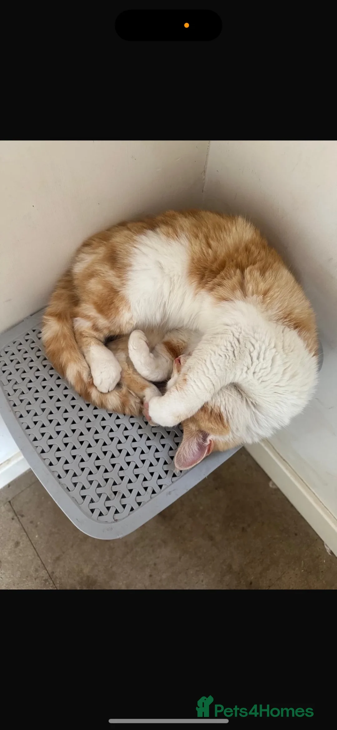 Mixed Breed cats for sale: Kittens  - Advert 8