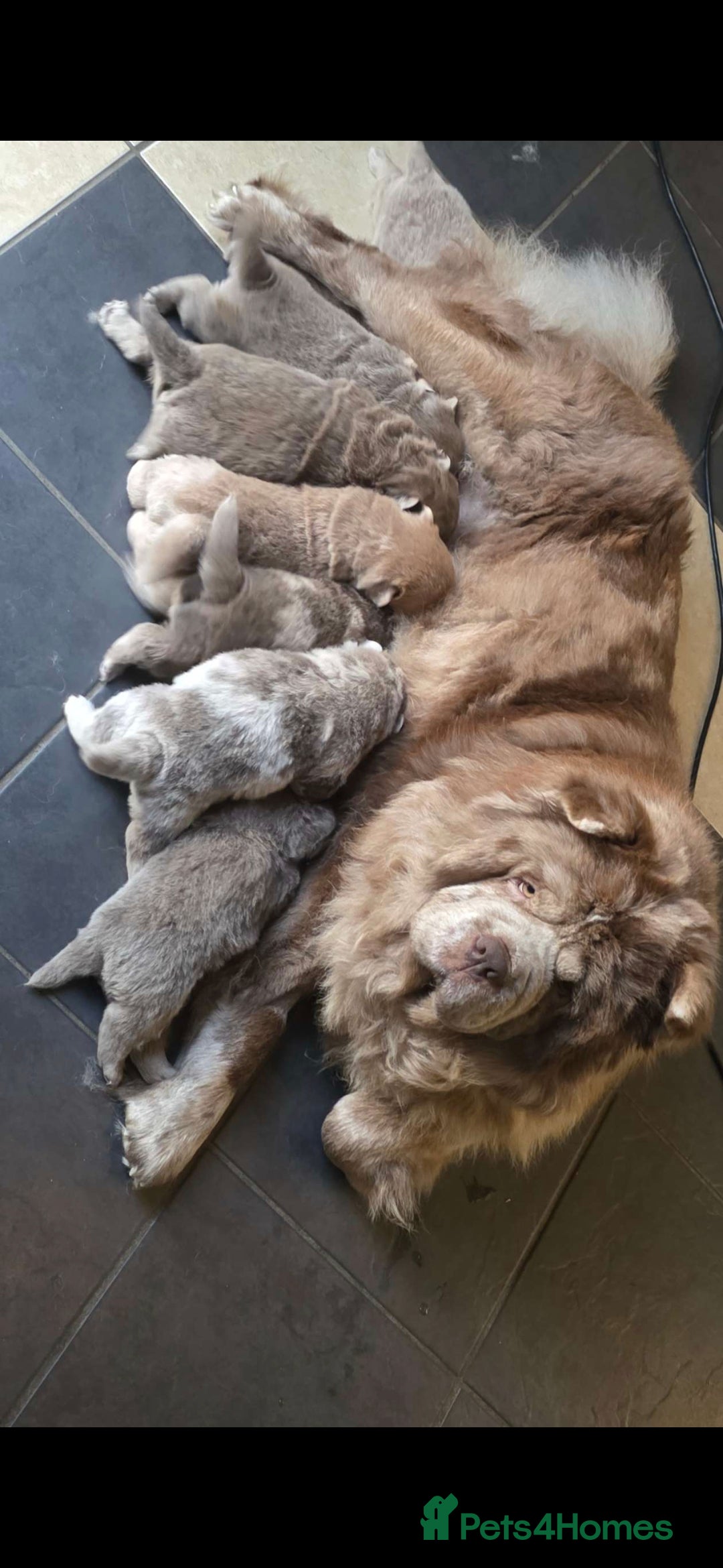 Chow Chow dogs for sale: Chow Chow Male Puppy Kc Reg - Advert 8